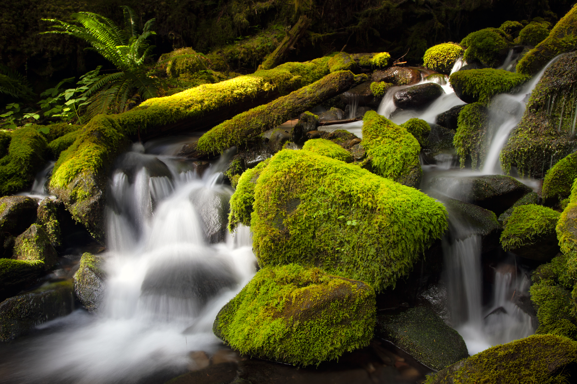 Sol Duc Falls Tributary
